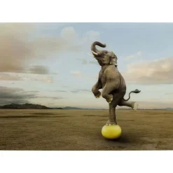 Glasbild Balance Elephant 150X100Cm