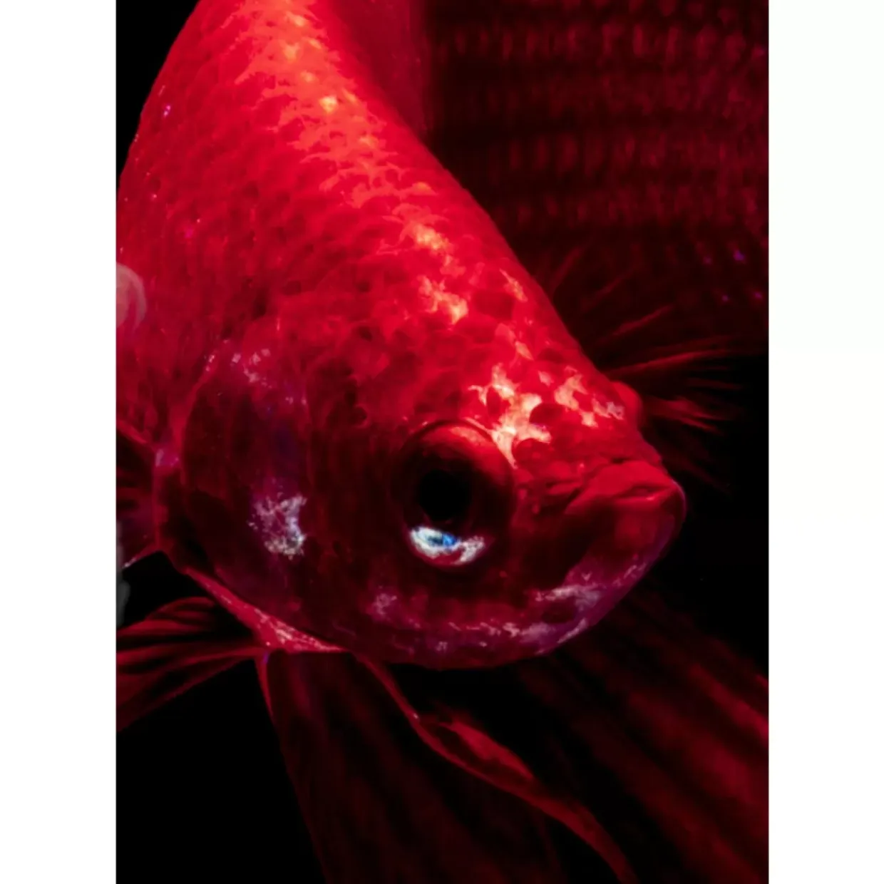 Glasbild Fire Fish 100X100Cm