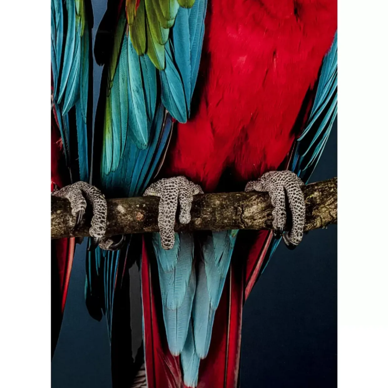 Glasbild Twin Parrot 80X120Cm