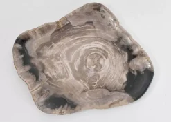 Platte Drakenhart Versteinertes Holz