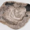Platte Magisch Versteinertes Holz